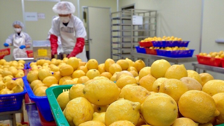 [Proses Pembuatan Bubuk Lemon Lyofilisasi]