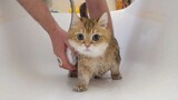 Thách thức chú mèo ngoan nhất khi tắm trên mạng!