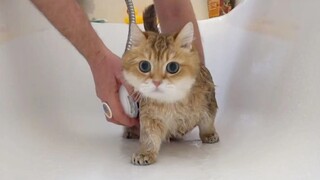 A cat takes shower calmly