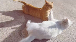 [Hewan] [Kucing di SJTU] Momen Mesra Dua Kucing