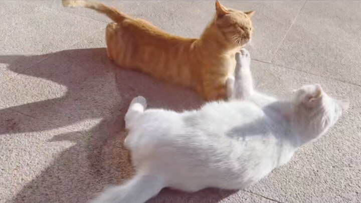 [Animal] [Cats in SJTU] The Intimate Moment of Two Cats
