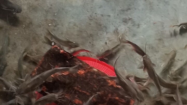 টেংরা মাছ