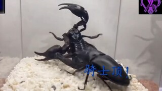 (Steel bucket) Stag beetle VS poisonous scorpion (Ark poisonous scorpion form)