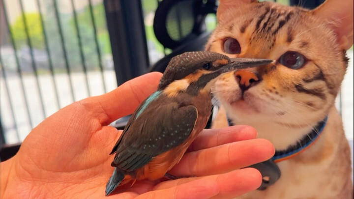 Our courtyard is seriously turning into a zoo…