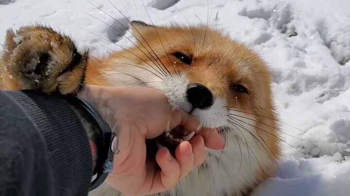 雪天狐狐美美美，撒娇可爱嘤嘤嘤