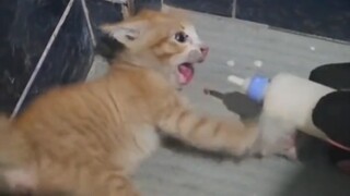 Mèo: "Ta muốn đánh nhau với ngươi đến chết, đợi đã... Ta nguyện ý làm đồ đệ của ngươi"