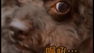 ［无法超越的经典  第5期］修勾说的是啥？！喔吼！