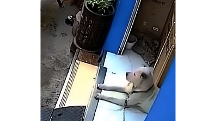 Anjing: Kamu ternyata lumayan baik juga lho