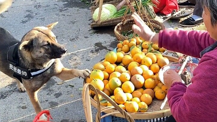A dog buys food on the marketplace and steals eggs