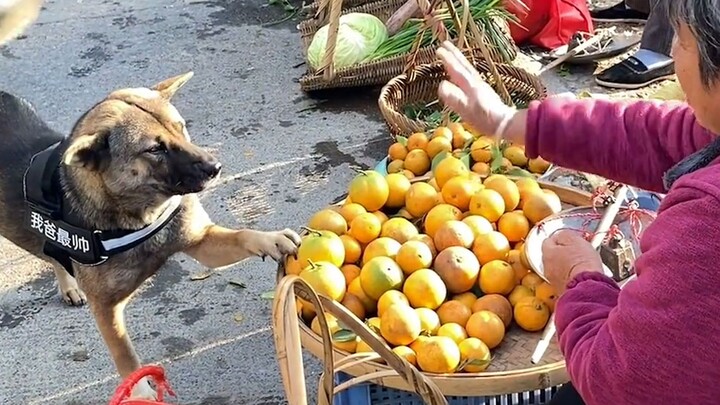 Anjing ini suka tawar menawar, pedagang di pasar mengenalnya