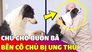 Xúc động khoảnh khắc 'CHÚ CHÓ' quấn quýt bên cô chủ 'BỊ UNG THƯ' khiến ai cũng rơi lệ 😥 Gâu Đần