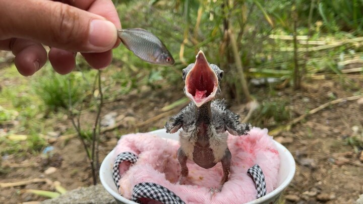 Ikan yang cantik sekali, aku sungguh tidak ingin memberimu makan