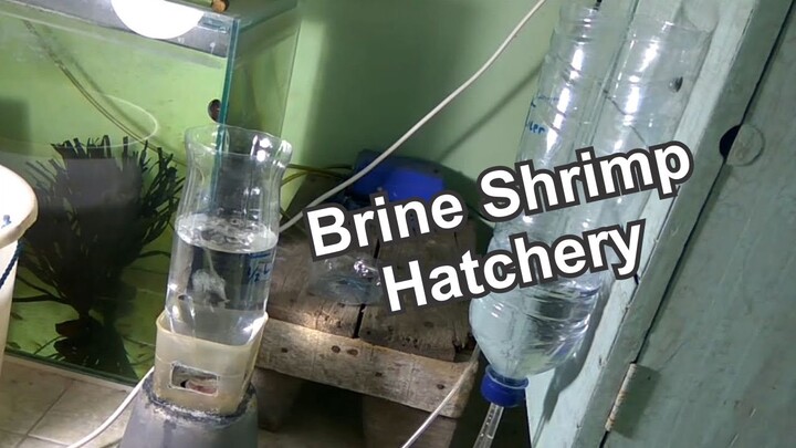 How To Make Brine Shrimp Hatchery