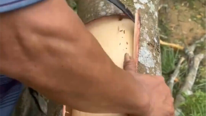 Peeling tree bark is really stress-relieving!