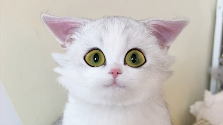 Saya mengadopsi seekor kucing, kok bentuknya sangat mirip dengan sang menteri di film Suzume?