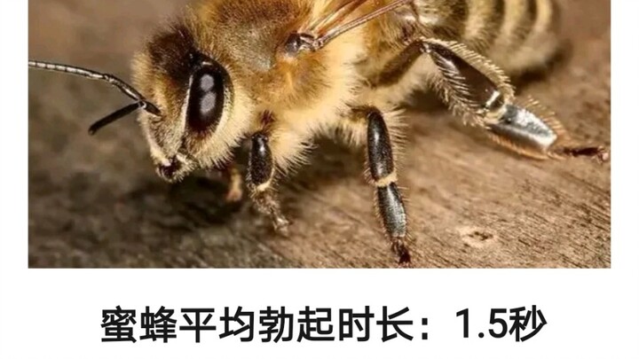 Thời gian cương cứng trung bình của động vật