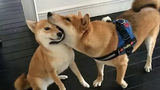 Funniest Shiba Inu Compilation 2 - Best Funny Shiba Inu Videos 2018