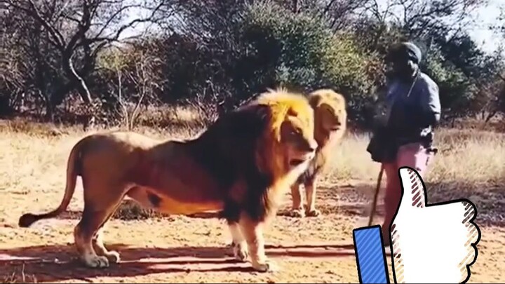 Lions respect this man