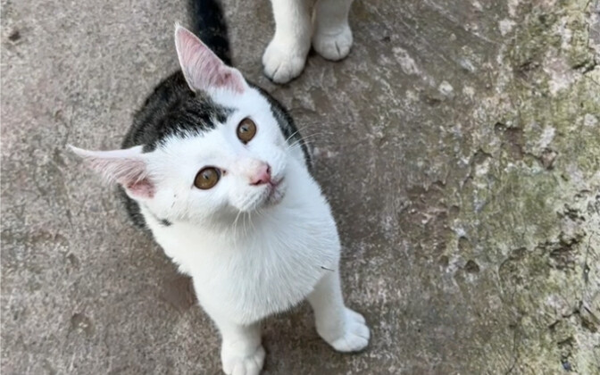 A little kitty greets me as soon as I get home