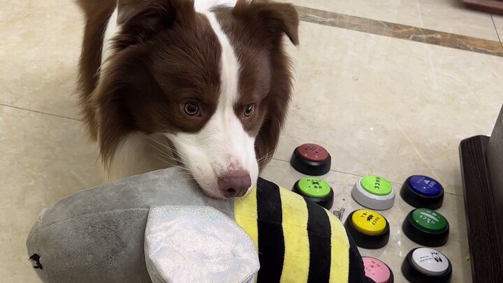 หยูจื่อ: คืนชาร์กบีทเทิลของฉันมาเลย!