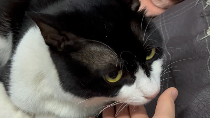 Saat aku membiarkan kucing mencium tangan yang baru saja menyentuh anjing