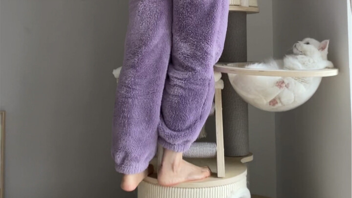 ไม่คิดเลยว่าสักวันหนึ่งจะขอยืมคอนโดแมวของเจ้าเหมียวมาใช้