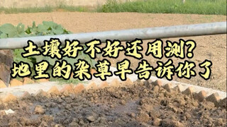 Do you really need to test the soil quality? The weeds in the field have already told you!