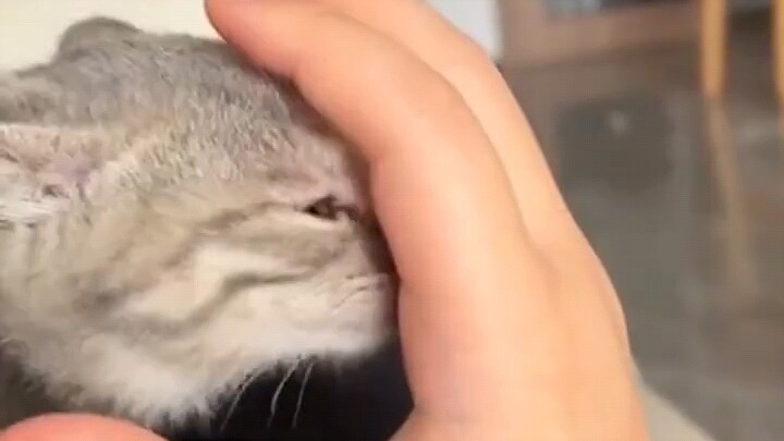 Ketahuan selingkuh secara langsung? Kucing: Aroma ini aneh, coba jelaskan dulu