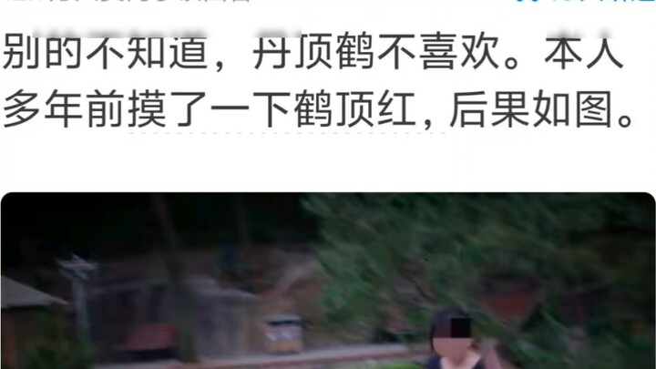 هل تحب معظم الحيوانات أن يتم مداعبتها على الرأس؟