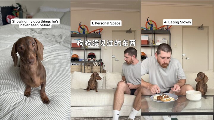 ให้สุนัขของฉันดูสิ่งที่มันไม่เคยเห็นมาก่อน