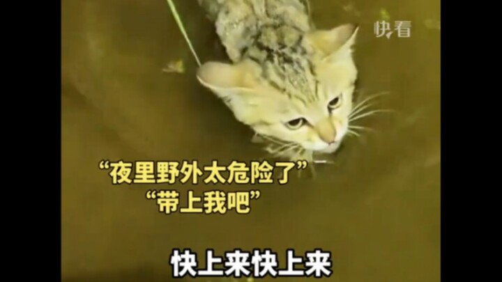 A man patrols his shrimp pond alone at night, and his five-month-old cat swims over from the water t