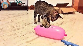 Funniest Cats and Dogs 🐱🐶 #1| MEOW