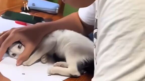 Đại hội những hành vi khó hiểu của mèo, mèo nhà bạn mắc mấy cái nhỉ?