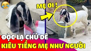 Độc lạ 'CHÚ DÊ' bị trêu chọc liền chạy đi gọi mẹ 'RÕ THÀNH TIẾNG' khiến ai cũng ngỡ ngàng 😂 Gâu Đần