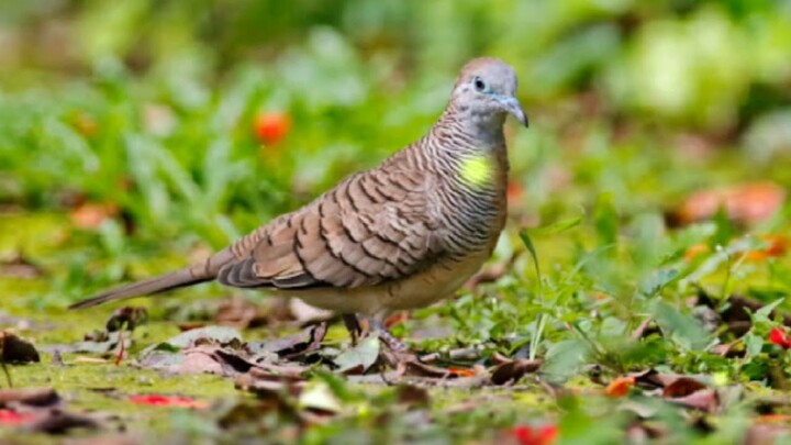 SUARA BURUNG PERKUTUT COCOK UNTUK PANCINGAN DENGAN SUARA GEMERICIK AIR