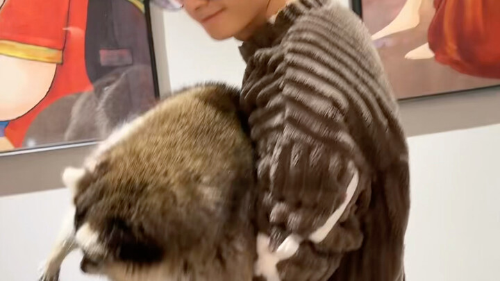 الصغير مستدير وسمين، الأيام ستكون حتمًا مزدهرة #الراكون الصغير #حيوانات أليفة في المنزل للاحتفال بال