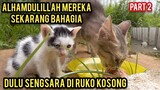Anak Kucing Meringkuk Kedinginan Menunggu Induknya Yang Sedang Mencari Makan Part 2