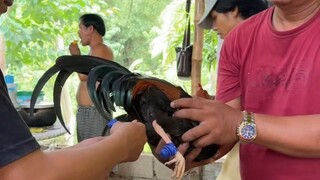 TagpiTv Gamr Farm 🐓.  Sparrrr