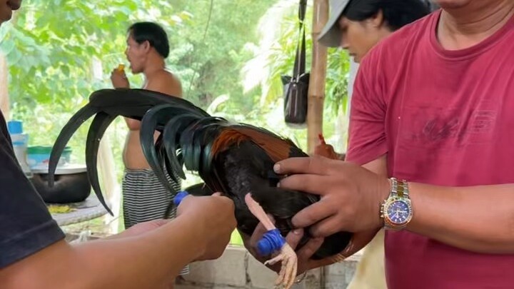 TagpiTv Gamr Farm 🐓.  Sparrrr