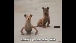 CƯỜI TÉ GHẾ Khi Động Vật Tấu Hài _ Siêu Thú Cưng