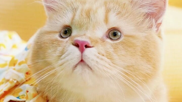 عذراً، لقد خدعتكم جميعاً، في الحقيقة القط هو...