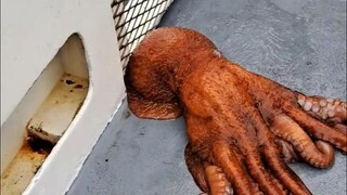 How strong is the octopus's escape ability?
