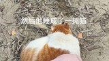 钓鱼不要撸猫因为……