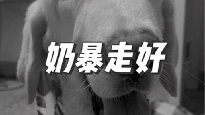 Nai Bao passed away forever at 9:57 PM on July 15…