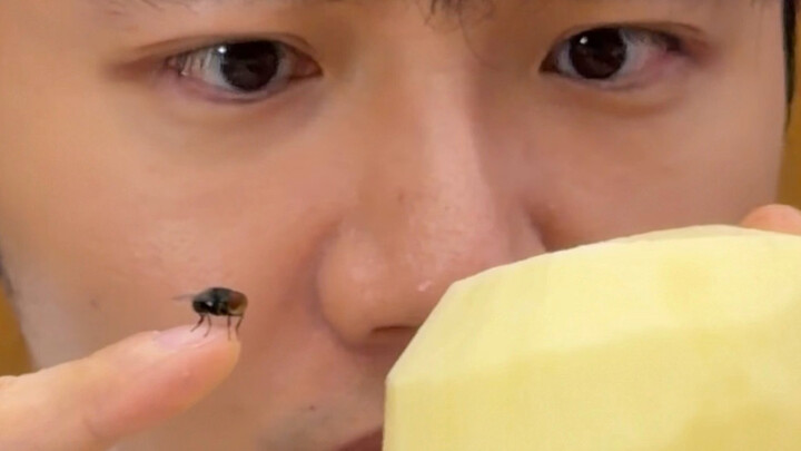 Is there any practical value to flies?