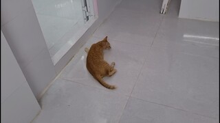 Khế Thúi #220 Bọn mèo ngỡ ngàng với cây quạt mới