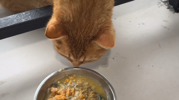 แผนกู้คืนค่าเทอม: พี่รุ่นพี่ที่ฉันเลี้ยงแมวโดยใช้ปลาที่จับได้จากทะเลสาบในมหาวิทยาลัย