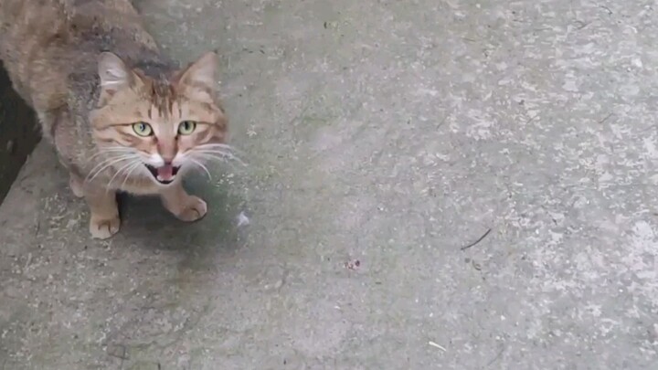 [Kucing Tabby] Manusia, elus aku!