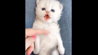 奶凶奶凶的~这奶里奶气的猫叫声我只能说:wysl