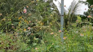 Giăng Câu Bắt Kẻ Trộm Cá Về Nướng Mía Chấm Muối Ớt Lai Rai Buổi Chiều.Góc Làng Quê